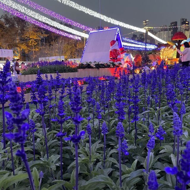 返嚟啦，返嚟啦，2023香港🌸🌹🌻花卉展覽