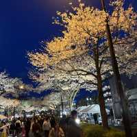 4年ぶりのひたちさくらまつり🌸