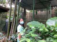 สวนนกภูเก็ต "Phuket Bird Park"