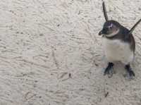 南非-開普敦🇿🇦屬於可愛黑白企鵝🐧的樂天世界