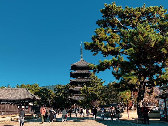 สวนกวางนารา Nara Park 🦌