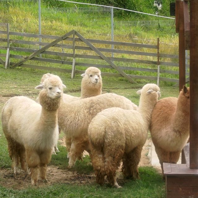 Going out for Lunch? Alpaca Lunch 