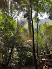 สถานที่ท่องเที่ยวแห่งใหม่ ป่าดึกดำบรรพ์