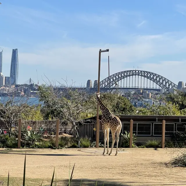 塔龍加動物園景色優美，多動物睇