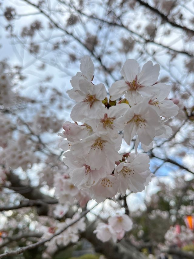【兵庫・加古川】日岡山公園🌸