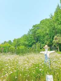 도심 속 데이지 가득한 숲속🌼🍃🤍