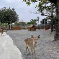 鹿境梅花鹿生態園區！與可愛的鹿傳情共舞🦌💃🌳