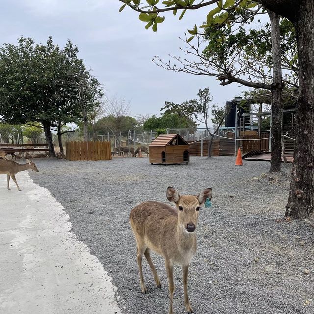 鹿境梅花鹿生態園區！與可愛的鹿傳情共舞🦌💃🌳