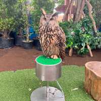 งาน IntoTheWoods JungleCalling
