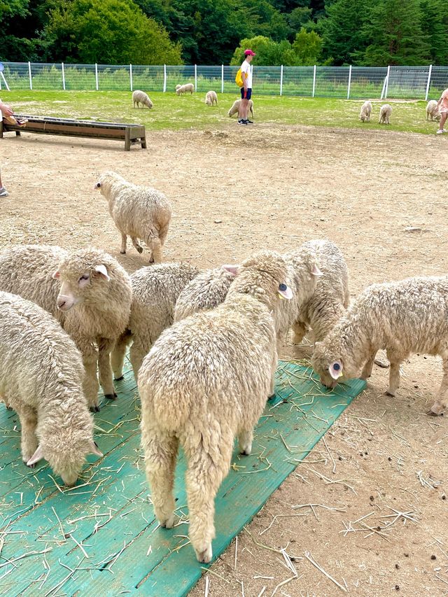 자연에서 뛰노는 양들을 가까이서 만날 수 있는 대관령 하늘목장🐑