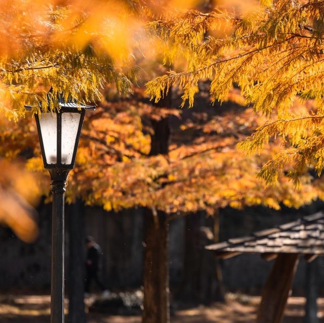 Metasequoia-gil is a place to go in Autumn 