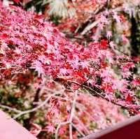 Autumn in Sifang Art Museum China