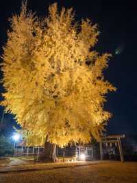 【まだ紅葉が物足りない！🍁】12月に見ることができる紅葉スポット紹介！全国編！🗺️