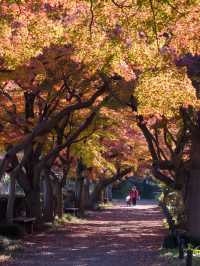 【まだ紅葉が物足りない！🍁】12月に見ることができる紅葉スポット紹介！全国編！🗺️