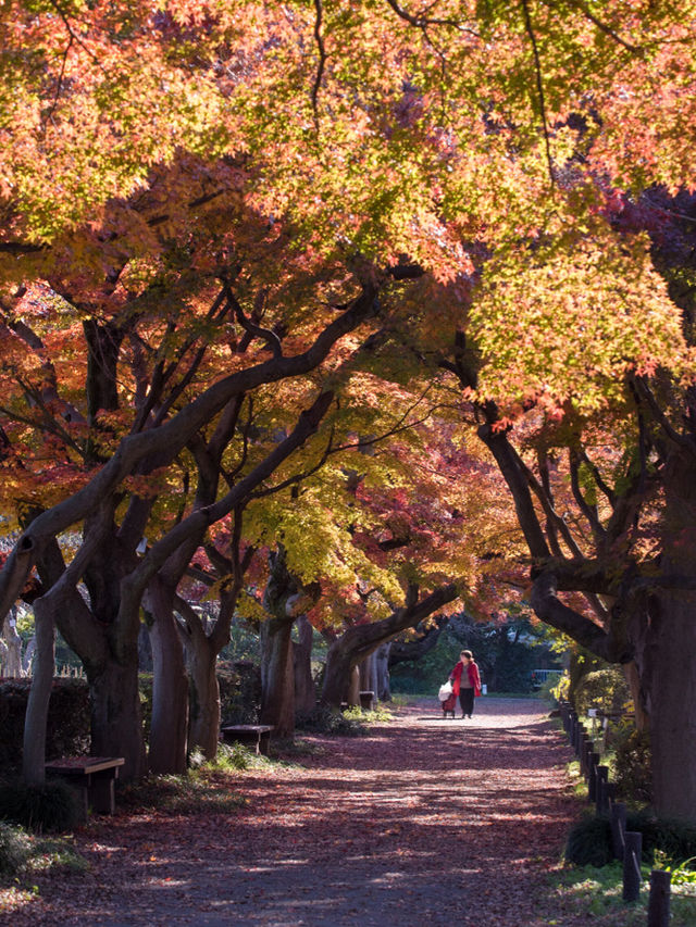 【まだ紅葉が物足りない！🍁】12月に見ることができる紅葉スポット紹介！全国編！🗺️