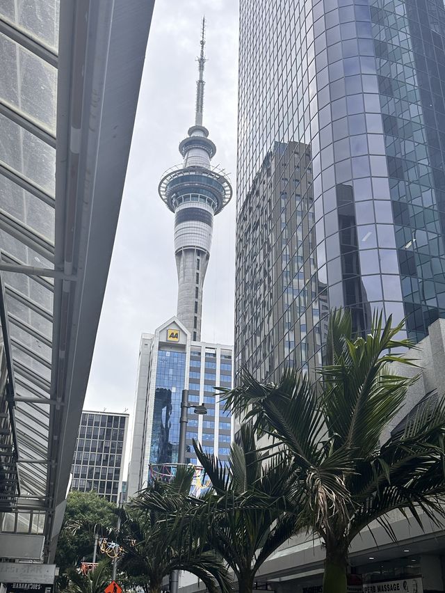 Christmas Decoration Hunting in Auckland