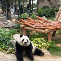 【香港】おすすめスポット🇭🇰