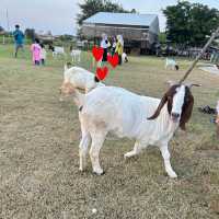 Barakat Lunla Land cafe & farm วิวทุ่งนา