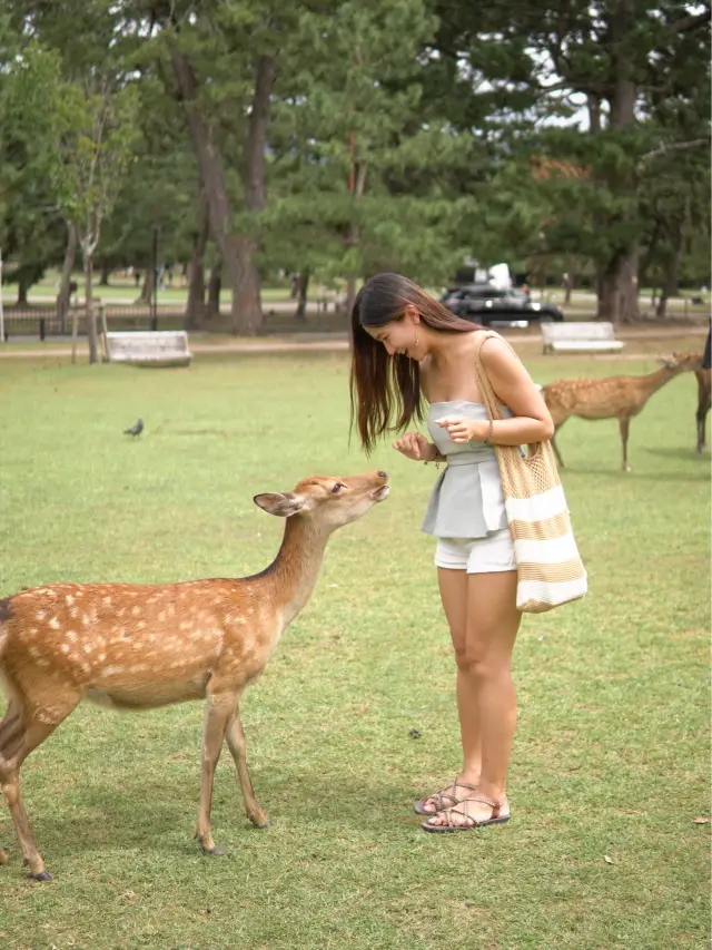 奈良 | 必去奈良公園 餵可愛小鹿🦌