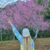 ไปหมู่บ้านสีชมพู ดูซากุระเมืองไทย 🌸
