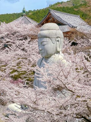 Sakura Buddha in Nara