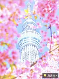 ここだけは押さえておきたい都内河津桜4選✨