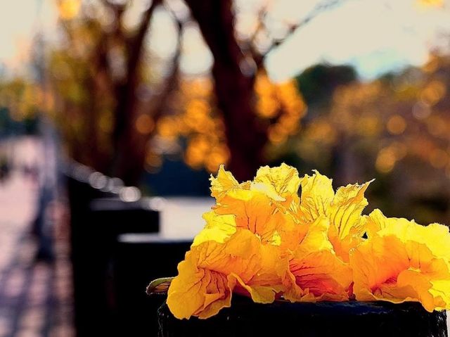 「嘉義八掌溪黃金風鈴花」春天賞花，散步的最佳去處，花期10-14天