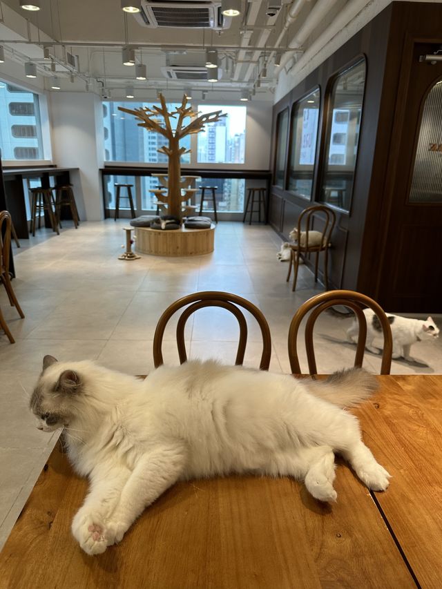 《Urban Cafe兆萬新店》