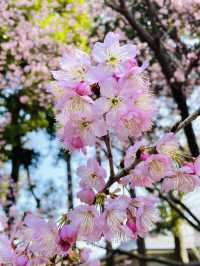 【新宿御苑/東京都】庭園と花が楽しめる場所