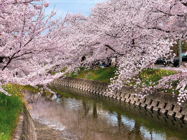 แม่น้ำโกโจ Iwakura (เทศกาลชมดอกซากุระ)🌸