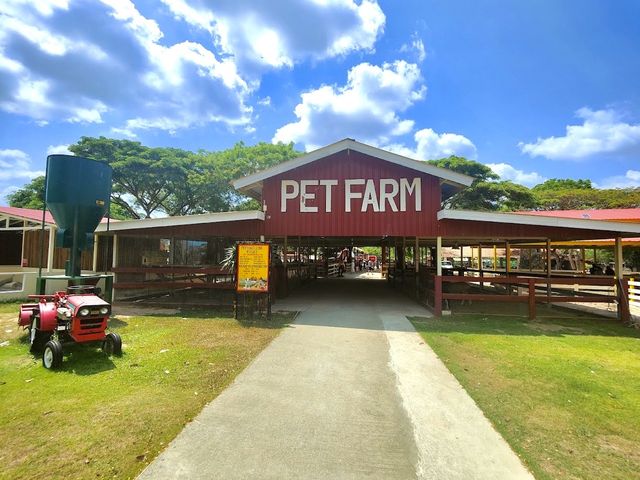 Pattaya Sheep Farm 