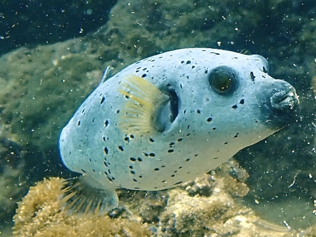 泰國布吉島潛水