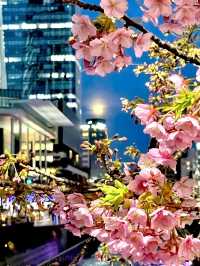 【東京スカイツリー/東京都】スカイツリー×河津桜
