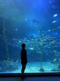 비가 오는 날 제주에서 실내 놀거리! 제주 아쿠아플라넷🐠