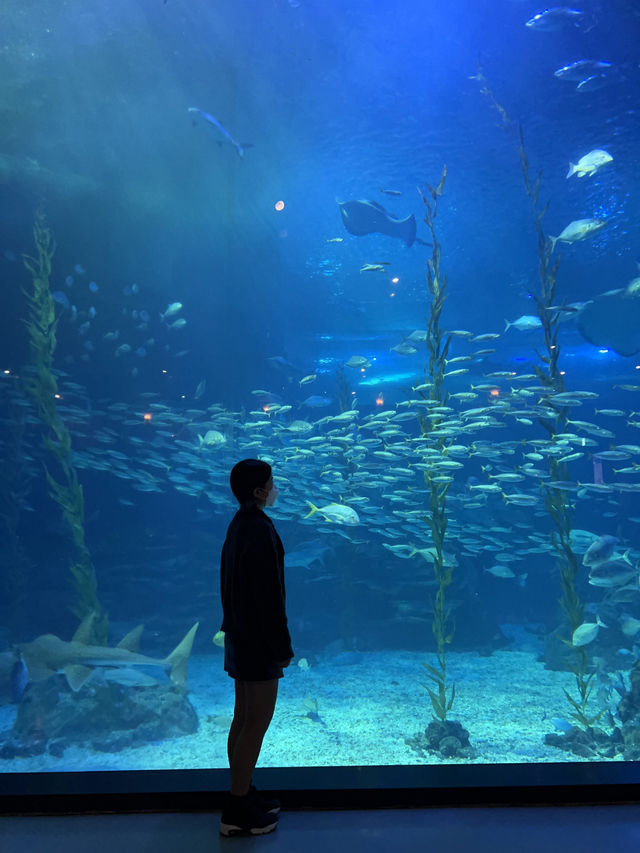비가 오는 날 제주에서 실내 놀거리! 제주 아쿠아플라넷🐠
