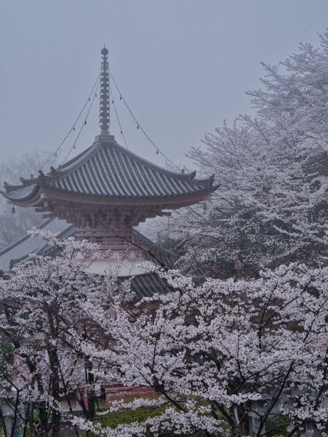 奈良×桜】まるで桜の雲に包まれてるかのようなフォトジェニックな桜