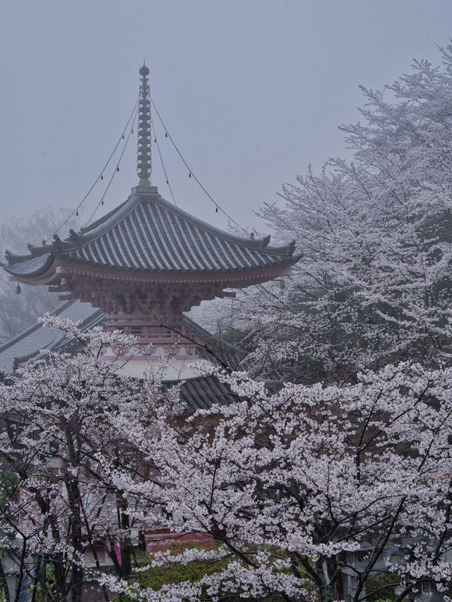 【奈良×桜】まるで桜の雲に包まれてるかのようなフォトジェニックな桜スポット🌸