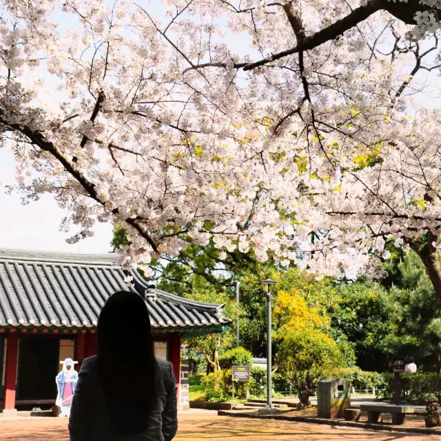 The charm of antiquity and the splendor of cherry blossoms together. Jeju Samseonghyeol.