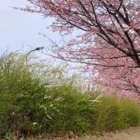 🌸2024東京汐入公園賞櫻悅目🌸