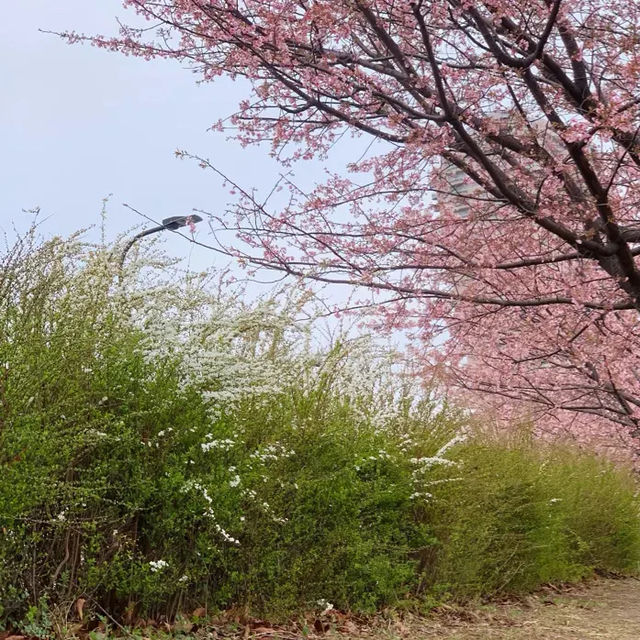 🌸2024東京汐入公園賞櫻悅目🌸