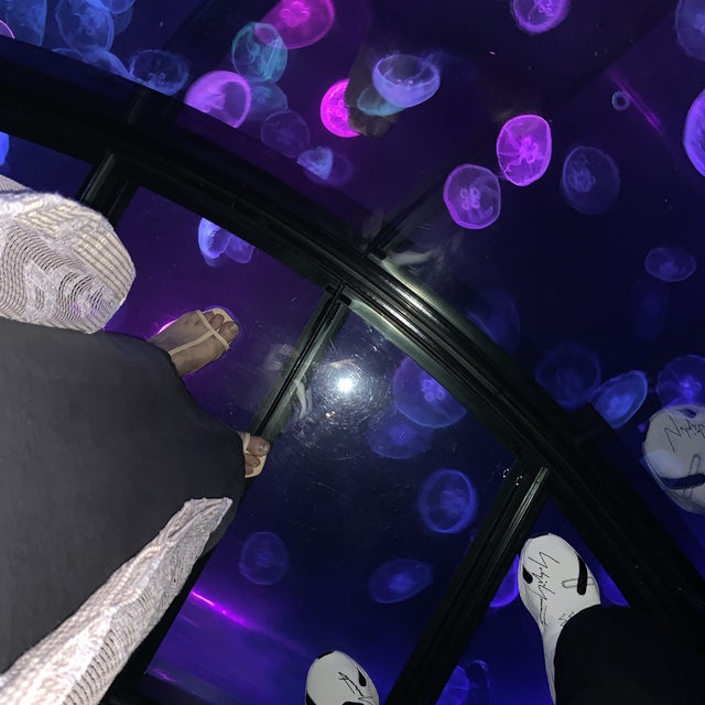 【写真映えする水族館★】すみだ水族館