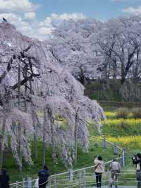【福島・桜】薄紅色の小さな桜が無数に咲く天然記念物🌸※アクセス攻略付き