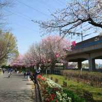 名古屋市の桜名所「荒子川公園」