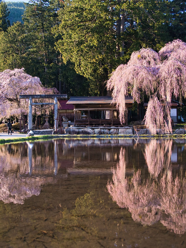 【岐阜・桜】本当は教えたくない🙅カメラ好きにはたまらん桜スポット🌸※周辺の神社×桜情報付