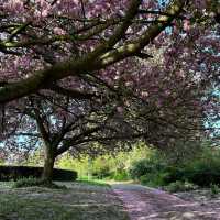 City park in Nottingham, Arboretum