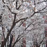 Discover Cherry Blossoms at Seokchon Lake 🌸