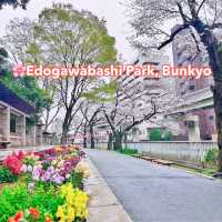 🌸Edogawabashi Park, Bunkyo, Tokyo 東京 