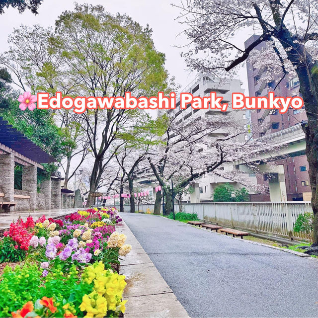 🌸Edogawabashi Park, Bunkyo, Tokyo 東京 