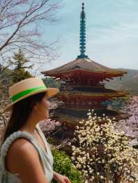 Sakura in Osaka - Nara