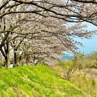 北神山の桜並木